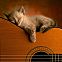 2011/01/picturesofcats4you-funny-cat-wallpapers-8