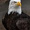 2011/01/wikimedia-weisskopf-seeadler-haliaeetus-leucocephalus-8-amk