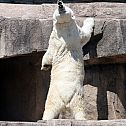 2011/03/polar-bear-3