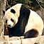 2011/03/giant-panda-2004-03-2