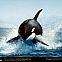 2011/03/nationalgeographic-orca-killer-whale