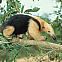 2011/03/oroverde-tamandua-01