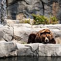 2011/04/02539-bearslife-2560x1600