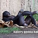 2011/04/iruntheinternet-haters-gonna-hate-monkey-crossed-20legs-1291945299k