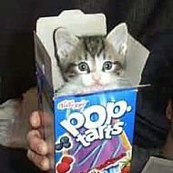 2011/04/fanpop-pop-tart-cat-pop-tarts-5316670-261-350