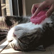 2011/04/tumblr-ljpfruqcln1qar3y2o1-500