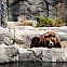 2011/04/02539-bearslife-2560x1600