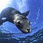 2011/04/california-sea-lion-baja-california