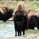 2012/03/american-bison-with-friends