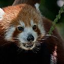 2012/03/deviantart-red-panda-x-by-aerovista-d4l8z4f