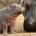 2012/03/hippo-baby-3400x1962