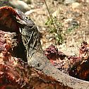 2012/03/komodo-dragon-eating-rinca