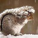 2012/03/nationalgeographic-squirrel-snow-storm-47916-990x742