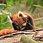 2012/03/deviantart-red-panda-hangover-by-auxientius-d4a6imb