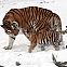 2012/03/wikimedia-1280px-panthera-tigris-altaica-13-buffalo-zoo