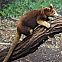 2012/03/wikimedia-matschies-tree-kangaroo-dendrolagus-matschiei-at-bronx-zoo-1-cropped