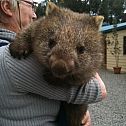 2012/09/cute-animals-daily-squee-squee-spree-wombat-hugs