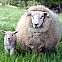 2012/09/wikimedia-ewe-and-lamb-in-kent