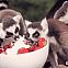 2015/03/cute-lemurs-eating-strawberries