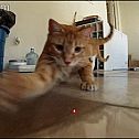 2015/04/forgifs-cat-chasing-laser-pointer