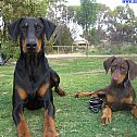 2015/04/superedo-dobermann-12