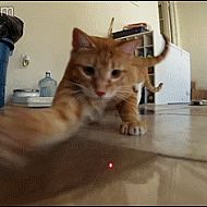 2015/04/forgifs-cat-chasing-laser-pointer