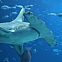 2015/04/marinesciencetoday-great-hammerhead-shark-is-found-in-palaus-eez-photo-credit