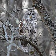 2015/12/ce628bae27d39f52