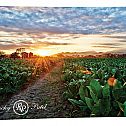 2022/03/tobacco-fields-metal-sign