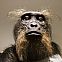 2022/03/1st-black-homonin-sahelanthropus-tchadensis-6-7-mill-yrs