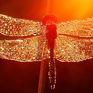 2022/04/dragonfly-dawn