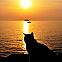 2022/04/cat-ocean-sunset