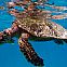 2022/04/turtle-swimming-in-the-clear-blue-water-50536-2880x1800