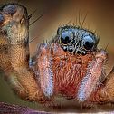 2022/05/wolf-spider-108875-1920-1024x731