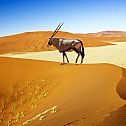 2022/08/namibia-goat