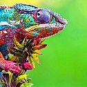 2022/10/chameleons-colorful-macro-animals-33242-jpg-d