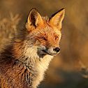 2022/11/rotfuchs-vulpes-vulpes-a2eefc5c-ec59-4185-a604-10c8383d0f7c