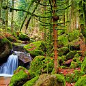 2022/12/image-thomas-herzog-schwarzwald-natur-landschaft-buehlertal-gruen-gertelbach-gertelbacher-wasserfaelle-moos-wild-urwald