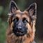 2022/12/long-haired-german-shepherd-dog-1344x746