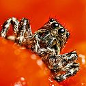 2023/02/insects-macro-photography-by-sergey-babaev