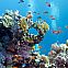 2023/05/hero-coral-reefs-1920x1280