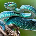 2023/07/blue-viper-venomous-poisonous-snake-venomous-snakes-ss-featured