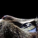 2023/08/animals-pictures-cat-eyes-macro-photography-2