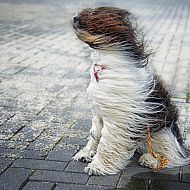 2023/08/dog-in-the-wind