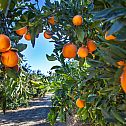 2023/11/oranges-tree