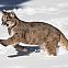 2023/11/mountain-lion-running-snow