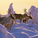 2024/02/1b9319ef-lapland-winter-reindeer-snowy-forest-arto-komulainen