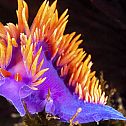 2024/05/o-colorful-nudibranch-facebook