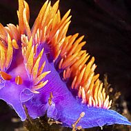 2024/05/o-colorful-nudibranch-facebook