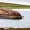 2024/06/scotland-scapa-flow-stock-jiduha-min-1024x683